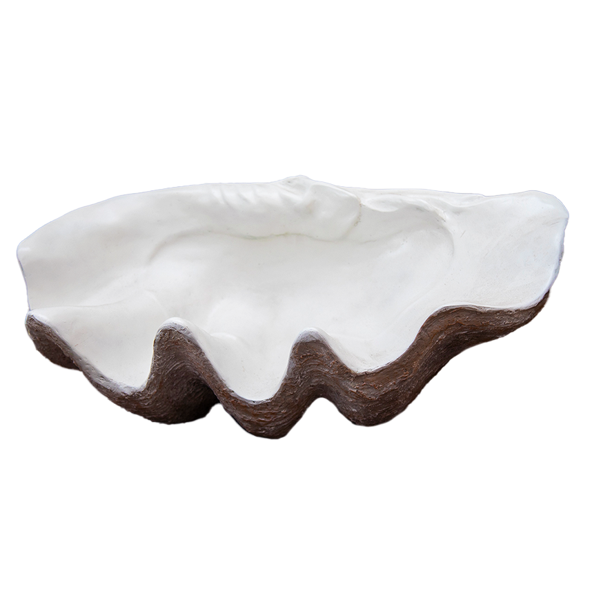 'Kima' Giant Clam