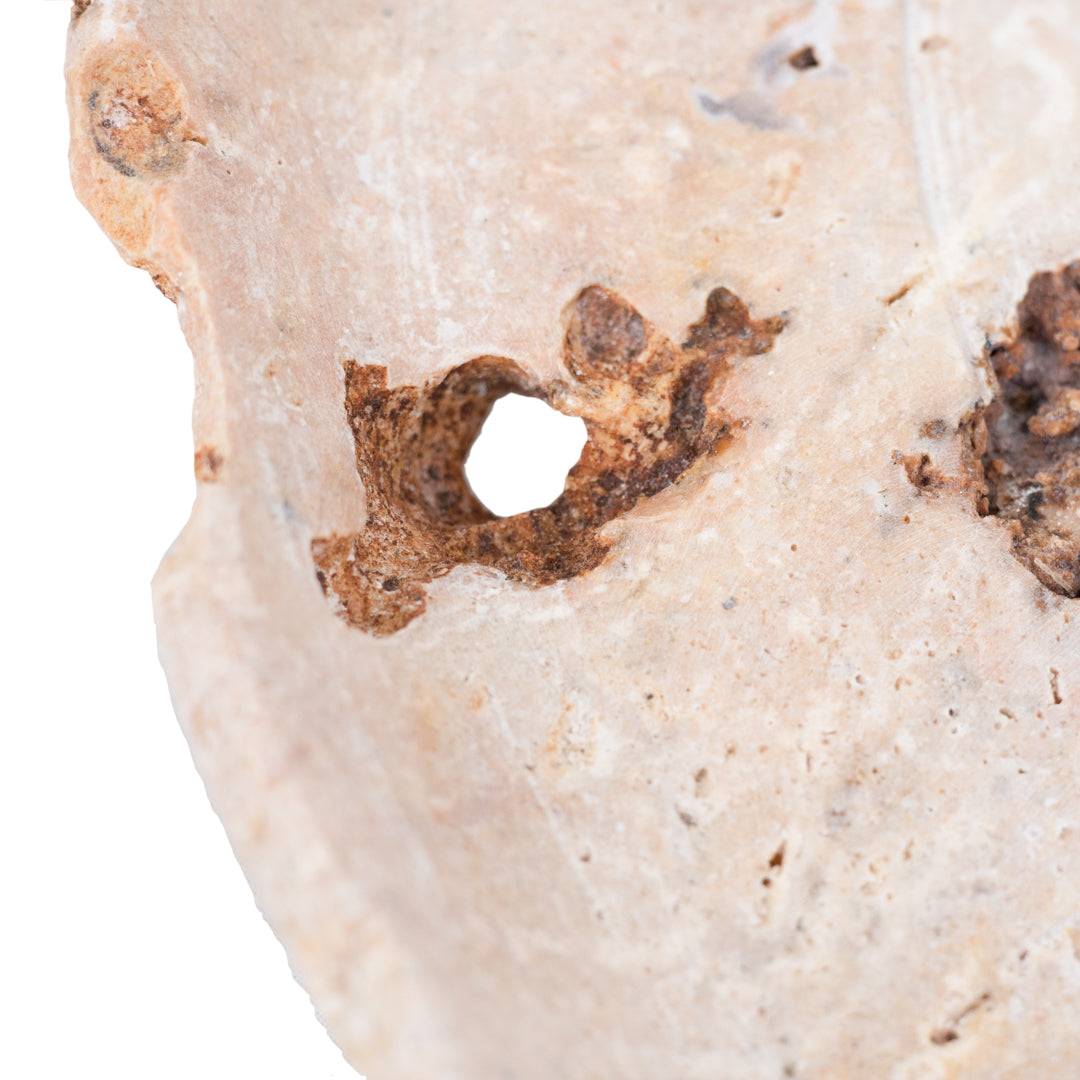 Carina : Fossilised Coral Platter