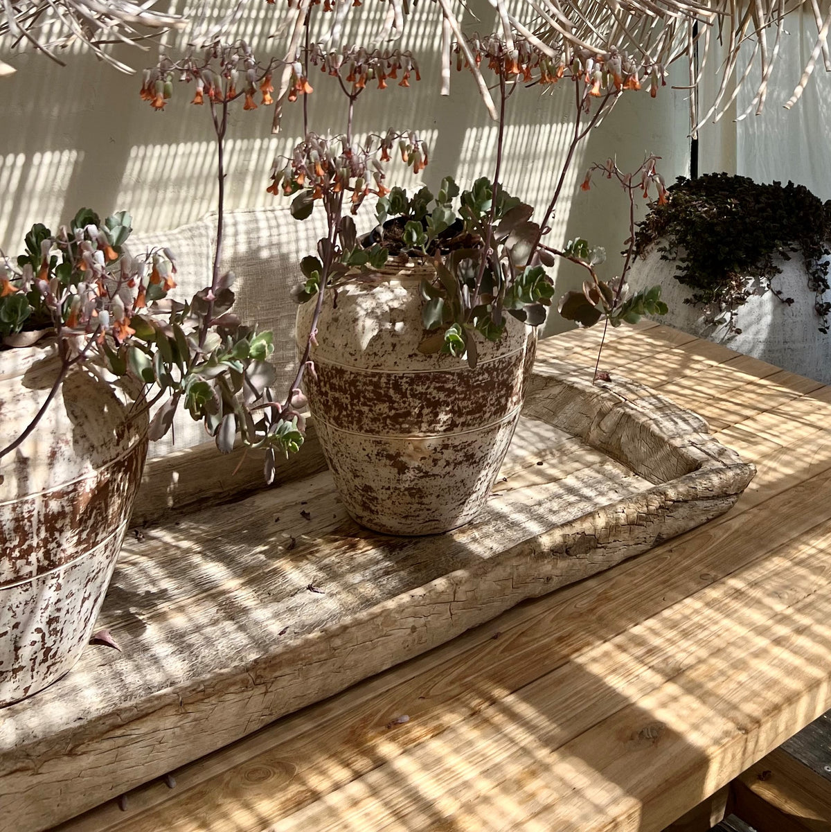 Ola : Terracotta Pot